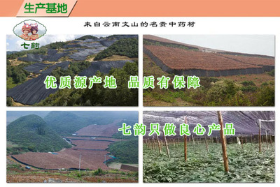 文山三七 從田間到藥柜，醫藥銷售的價值重塑與文化傳承